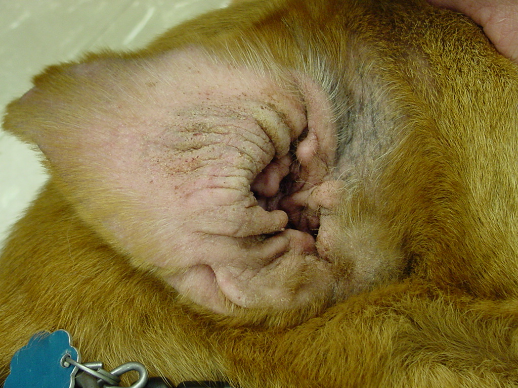 Red, thickened ear and skin of a dog with chronic allergic inflammation
