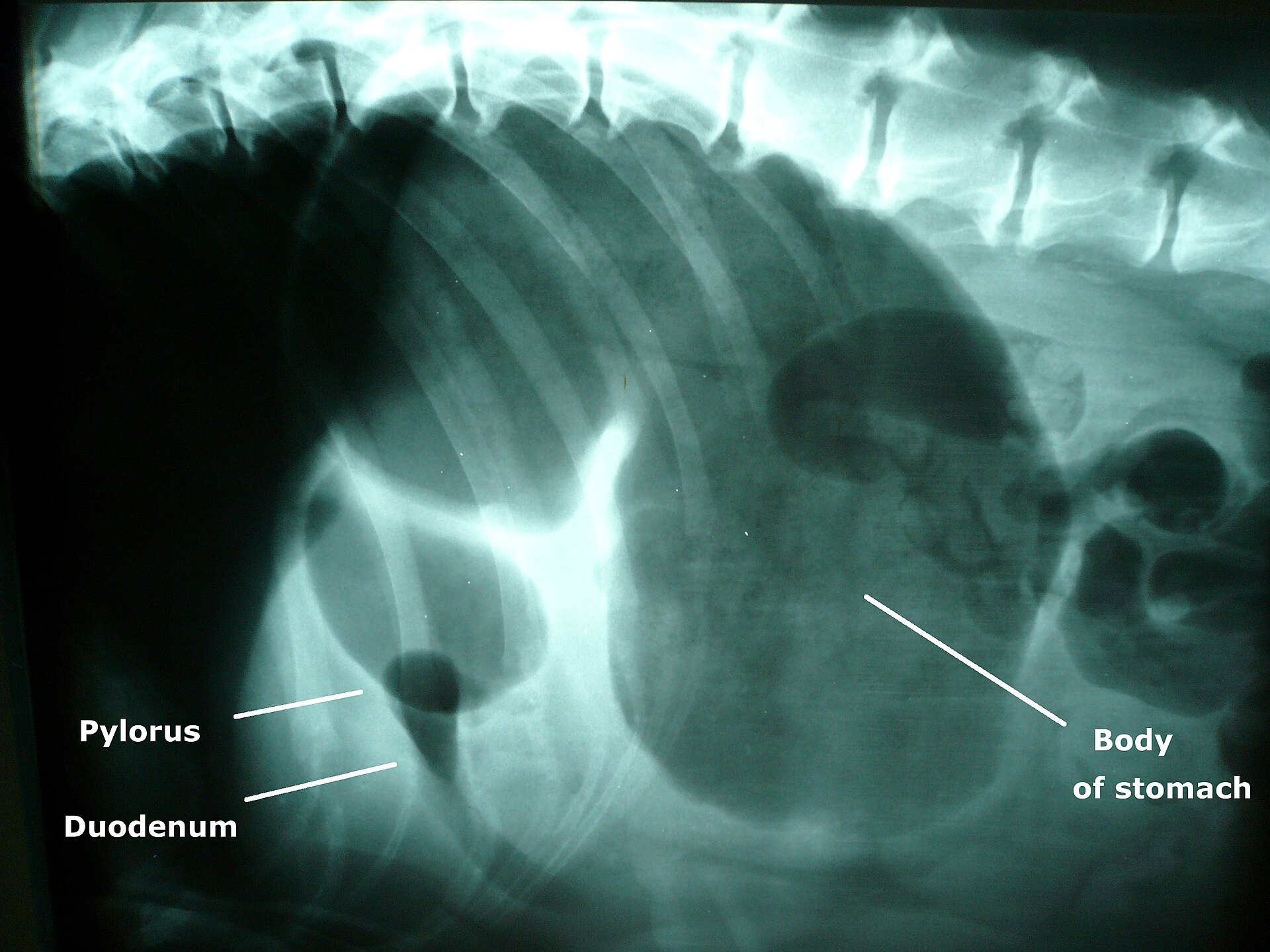 Radiograph of a dog with gastric dilatation-volvulus showing a hugely gas-filled stomach