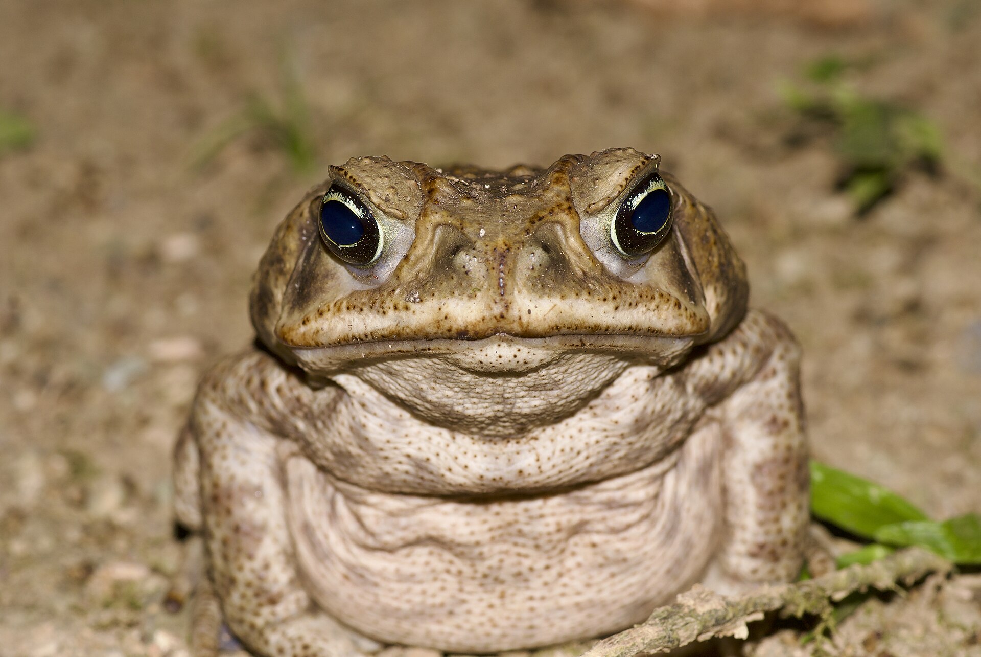 Close-up of a cane toad (Rhinella marina) showing the raised parotoid glands behind the eyes