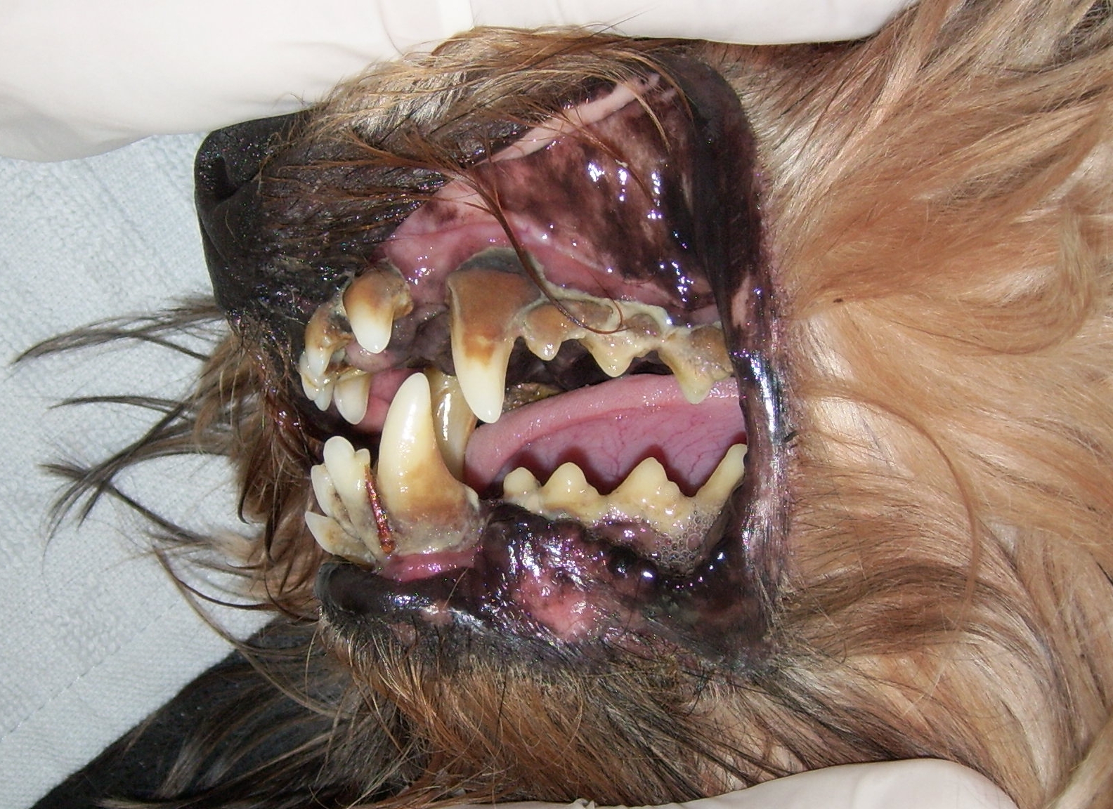 Heavy brown dental calculus (tartar) on a dog's teeth and gum line
