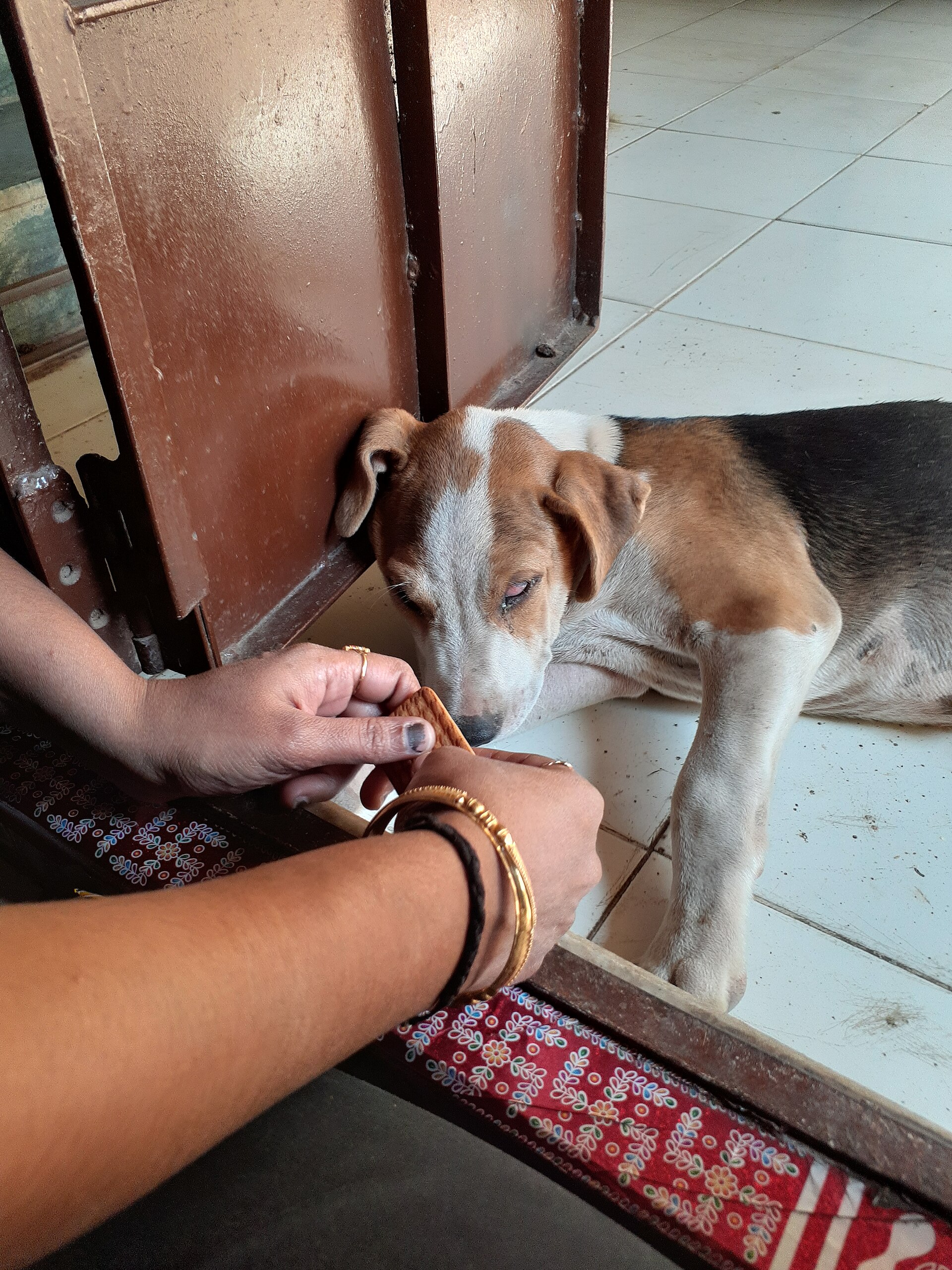 Lethargic dog lying down, a common sign of digestive upset