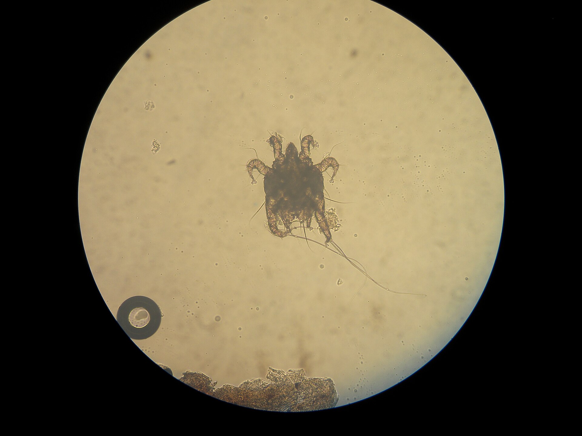 Dark, crumbly coffee-ground debris in the ear canal of a young dog with ear mites