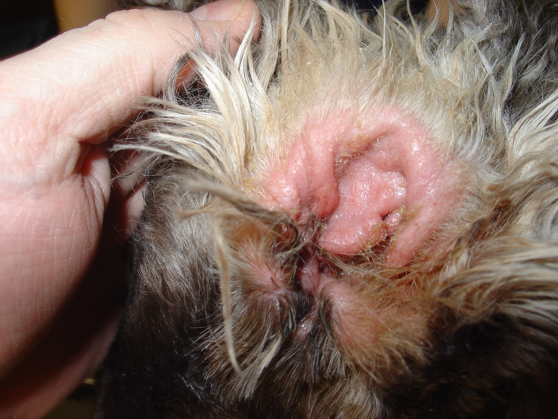 Inflamed, reddened ear canal of a cocker spaniel with otitis externa