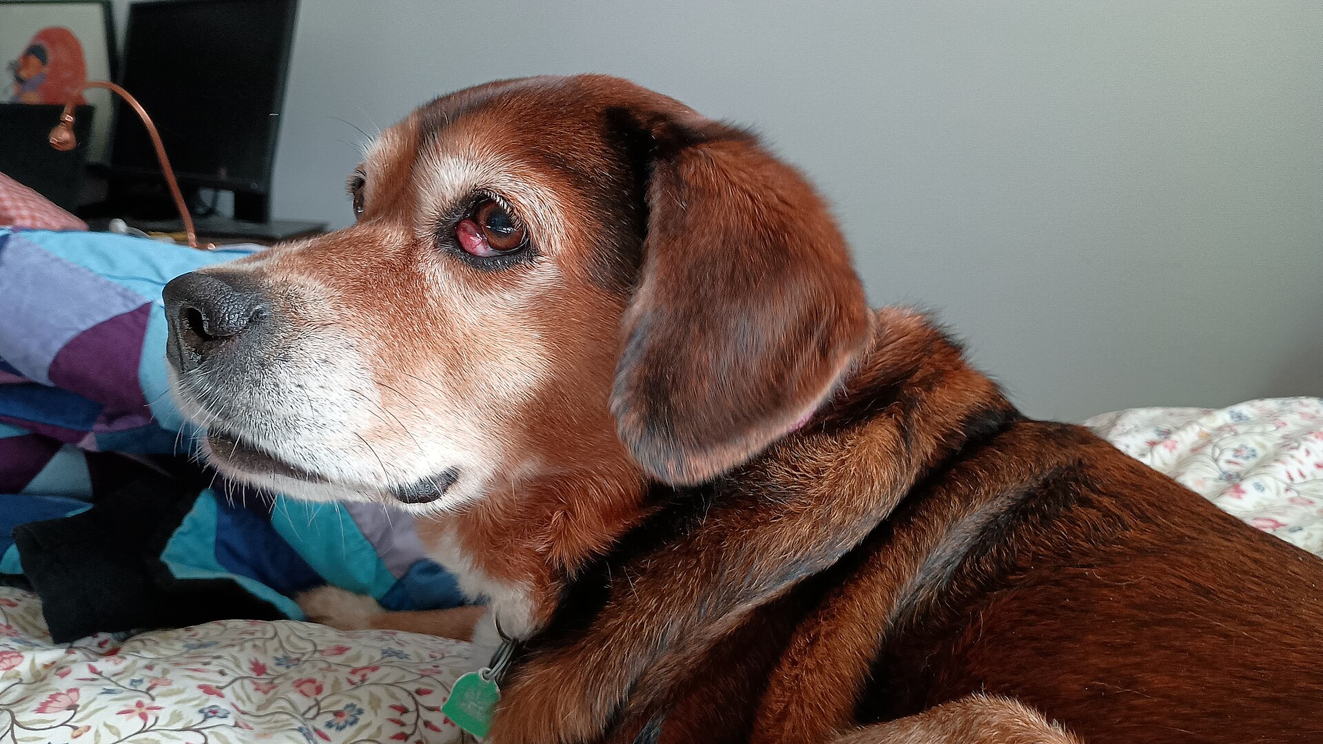 Dog showing a red swollen third-eyelid gland (cherry eye)