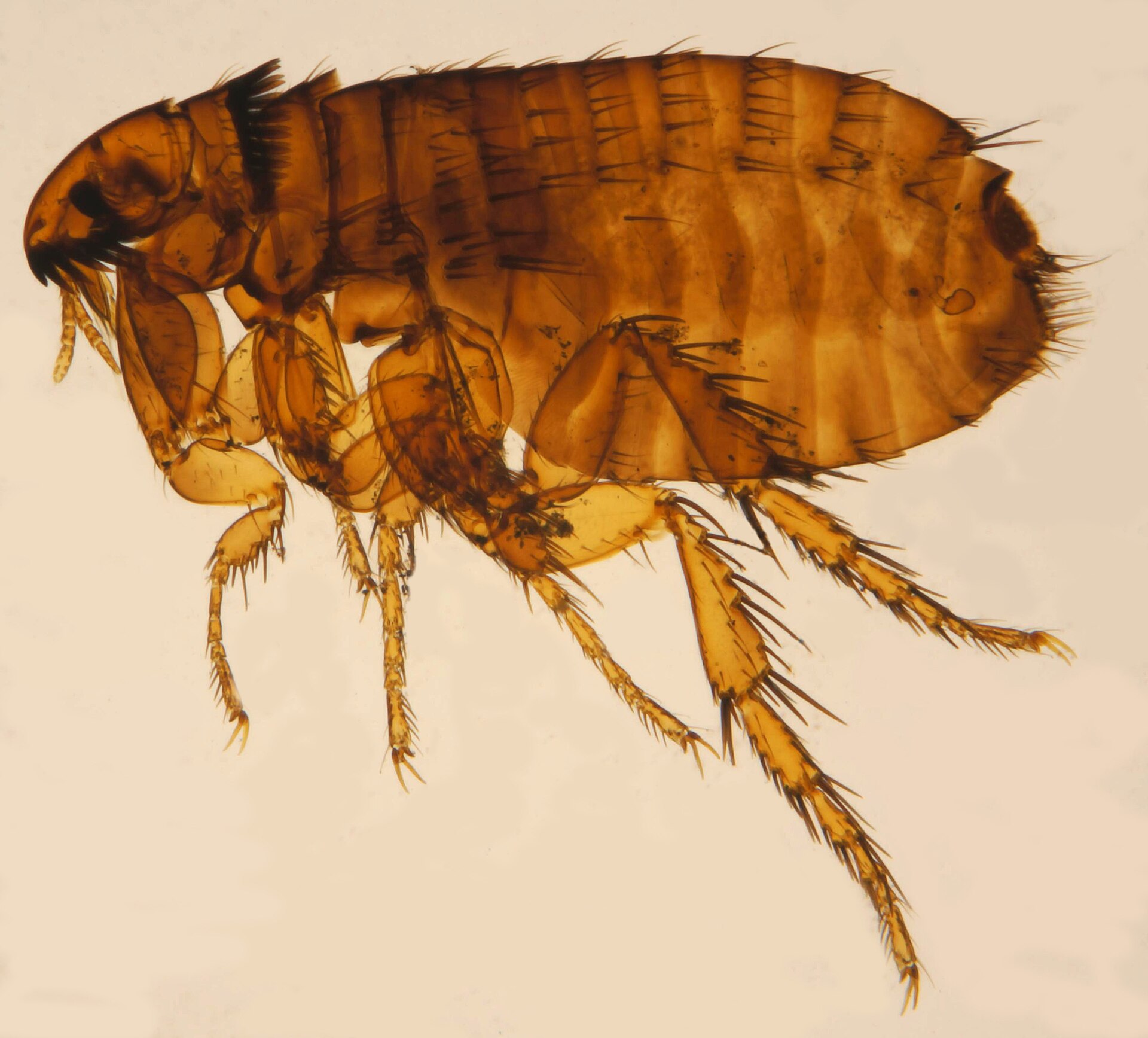 Microscope close-up of a cat flea (Ctenocephalides felis), the flea found on dogs and cats