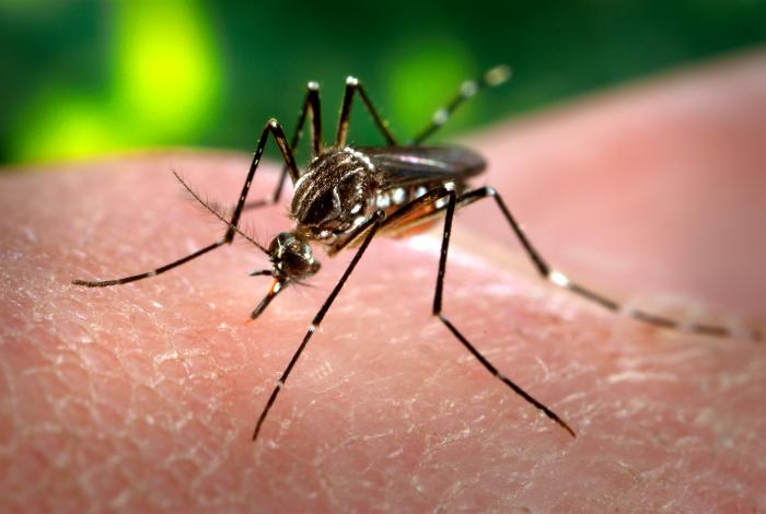 Close-up of an Aedes aegypti mosquito, the kind of mosquito that transmits heartworm larvae