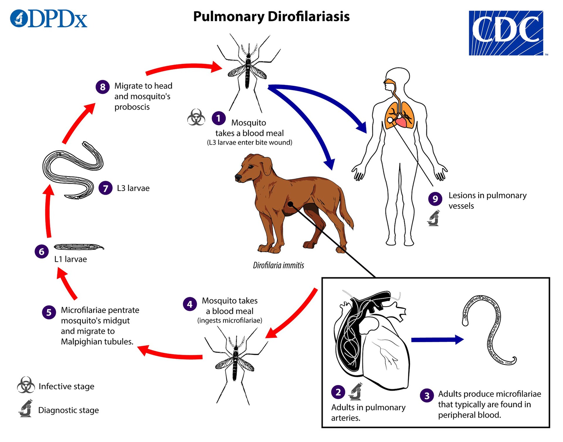 CDC diagram of the heartworm (Dirofilaria immitis) life cycle from mosquito to dog