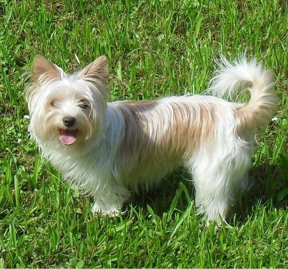 Small dog panting heavily with its tongue out in warm weather