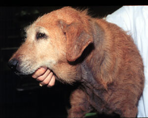 Dog with an inflamed, moist patch of skin dermatitis on the body