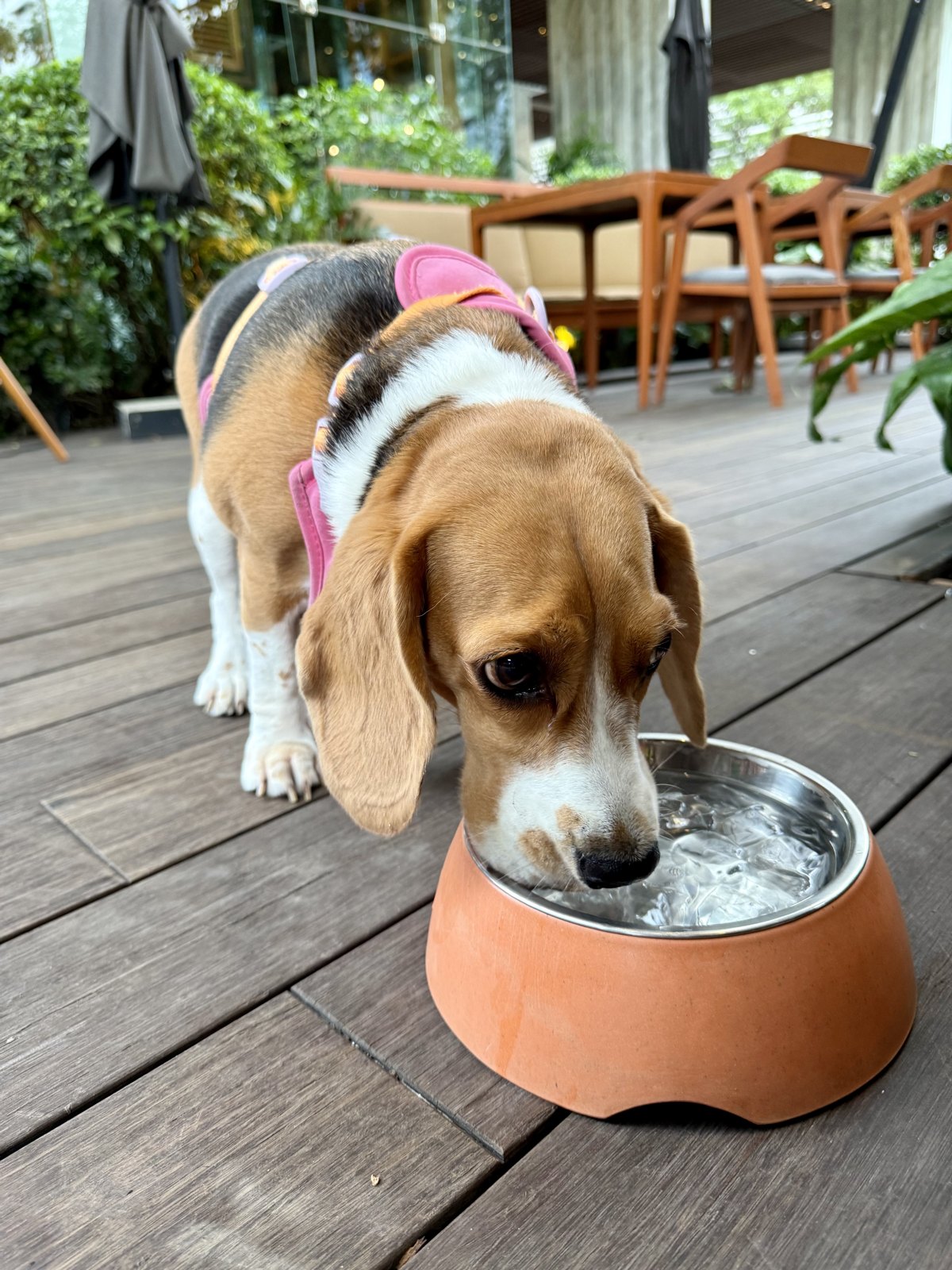 A healthy beagle at an ideal weight drinking from a bowl on a patio