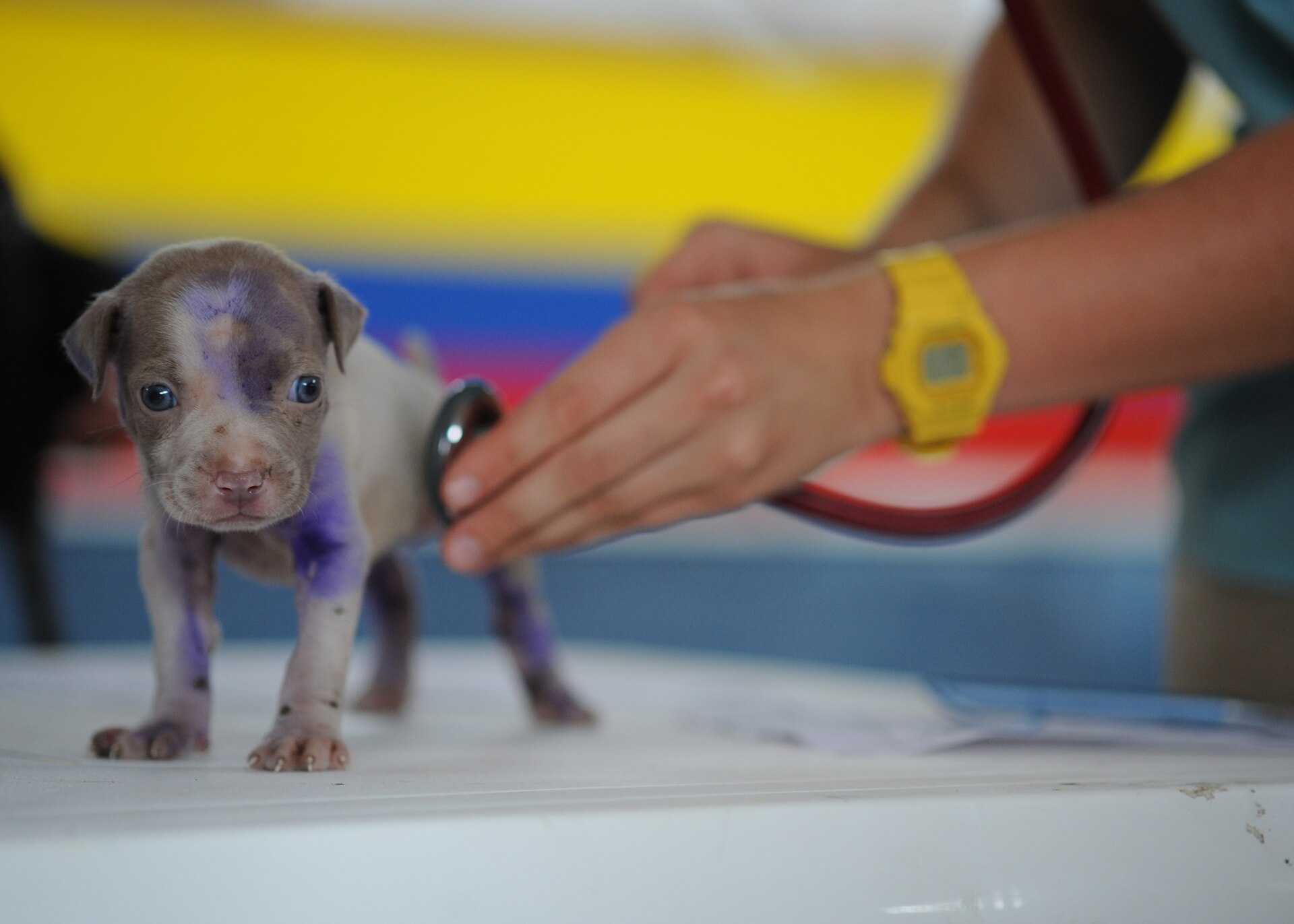Veterinarian examining a puppy at a mobile clinic