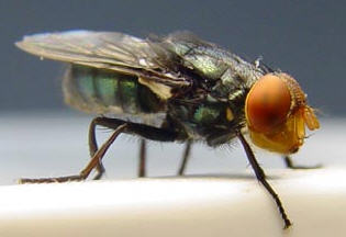 Adult New World screwworm fly (Cochliomyia hominivorax) with metallic blue-green body and orange eyes