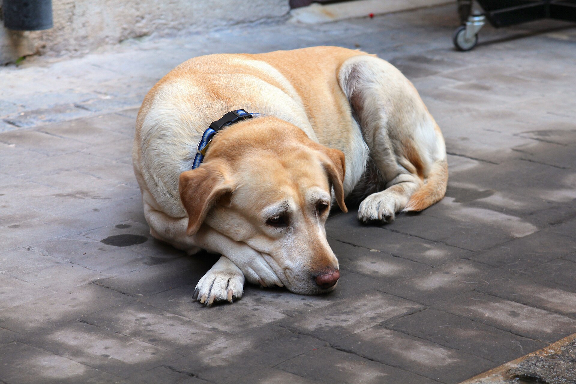 Senior Labrador with a grey muzzle resting outdoors