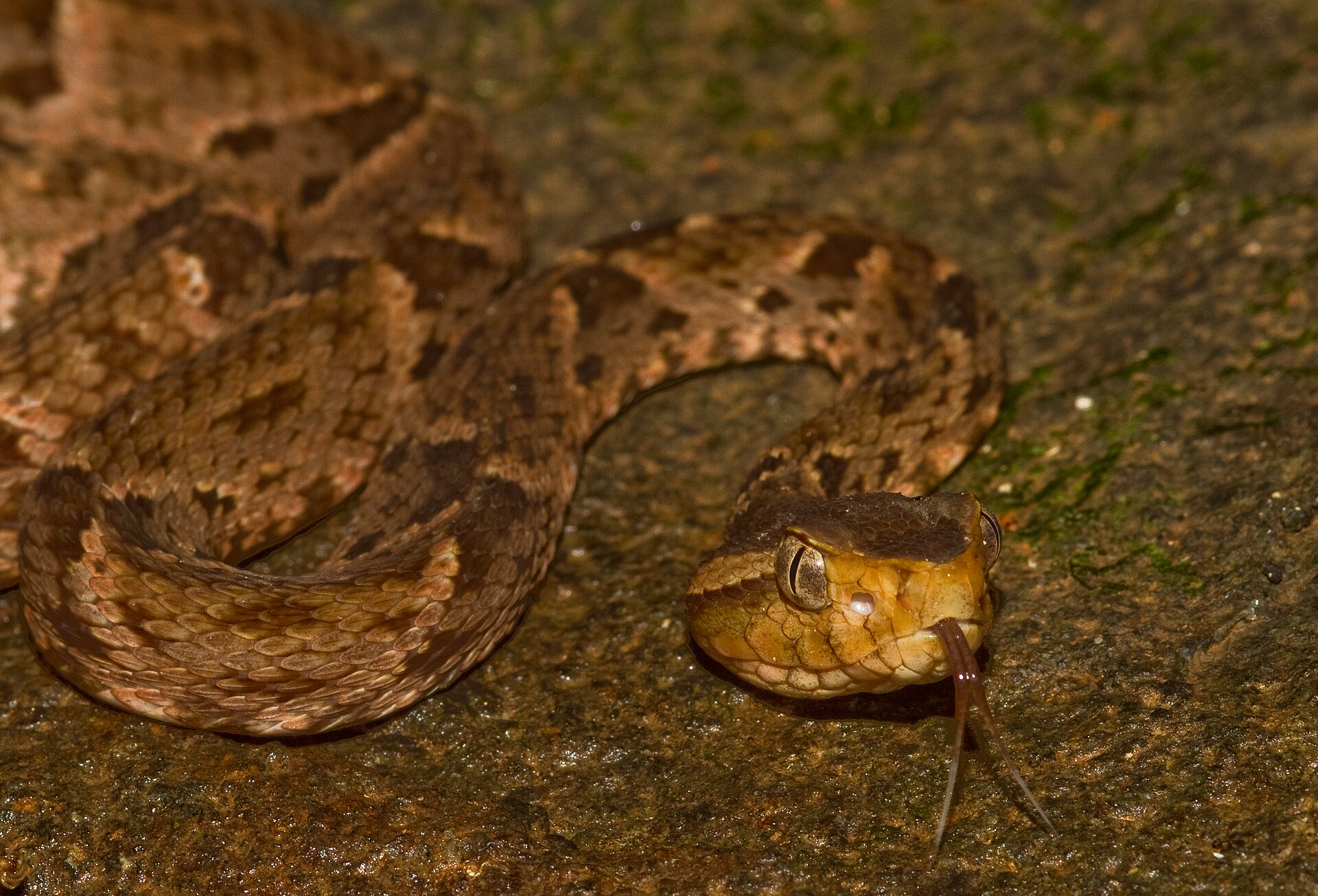 Head of a fer-de-lance / terciopelo (Bothrops asper), a highly venomous pit viper found in Costa Rica