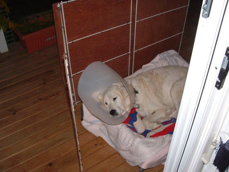 Golden retriever resting comfortably in a recovery collar after surgery