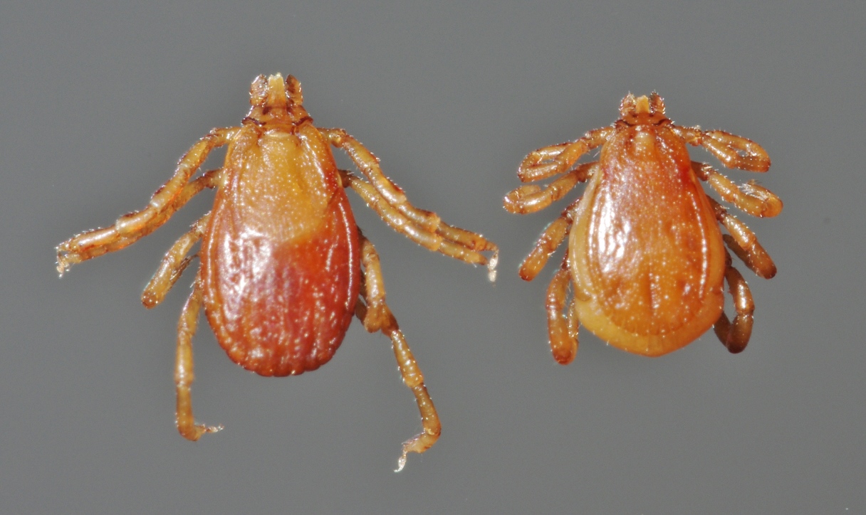 Female and male brown dog ticks (Rhipicephalus sanguineus) side by side for scale