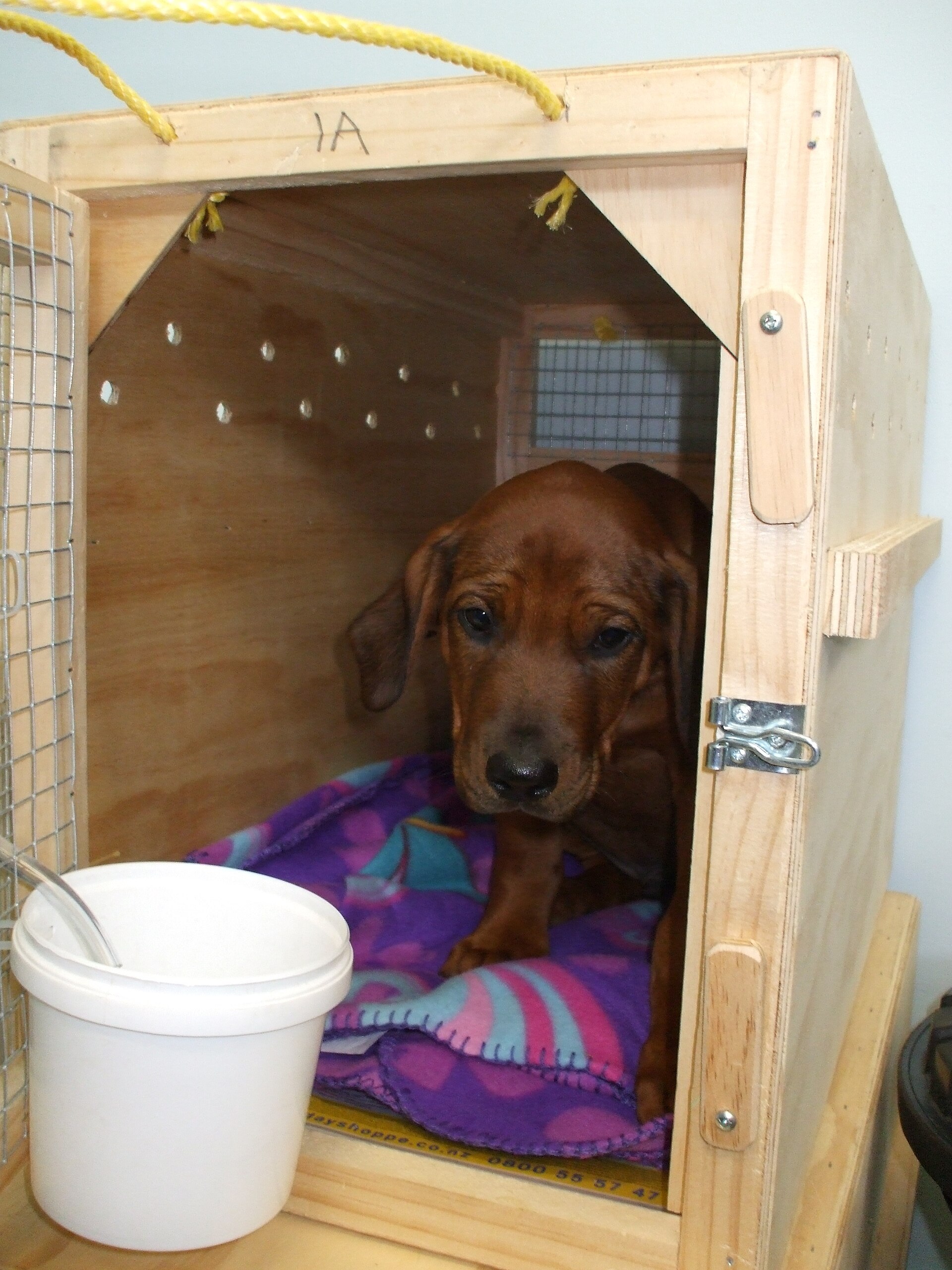 Labrador puppy sitting calmly in an airline-approved travel crate
