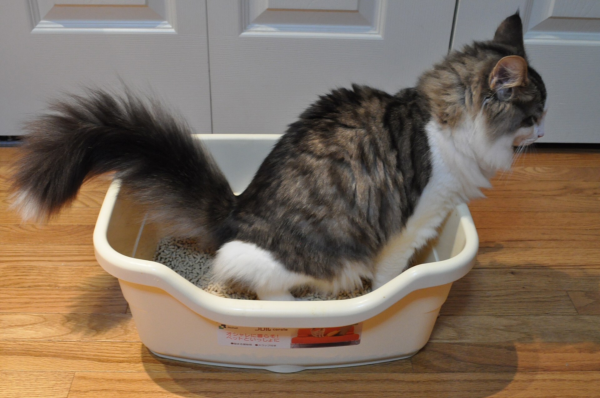 Cat using a litter box — the place where straining or blood is usually first noticed