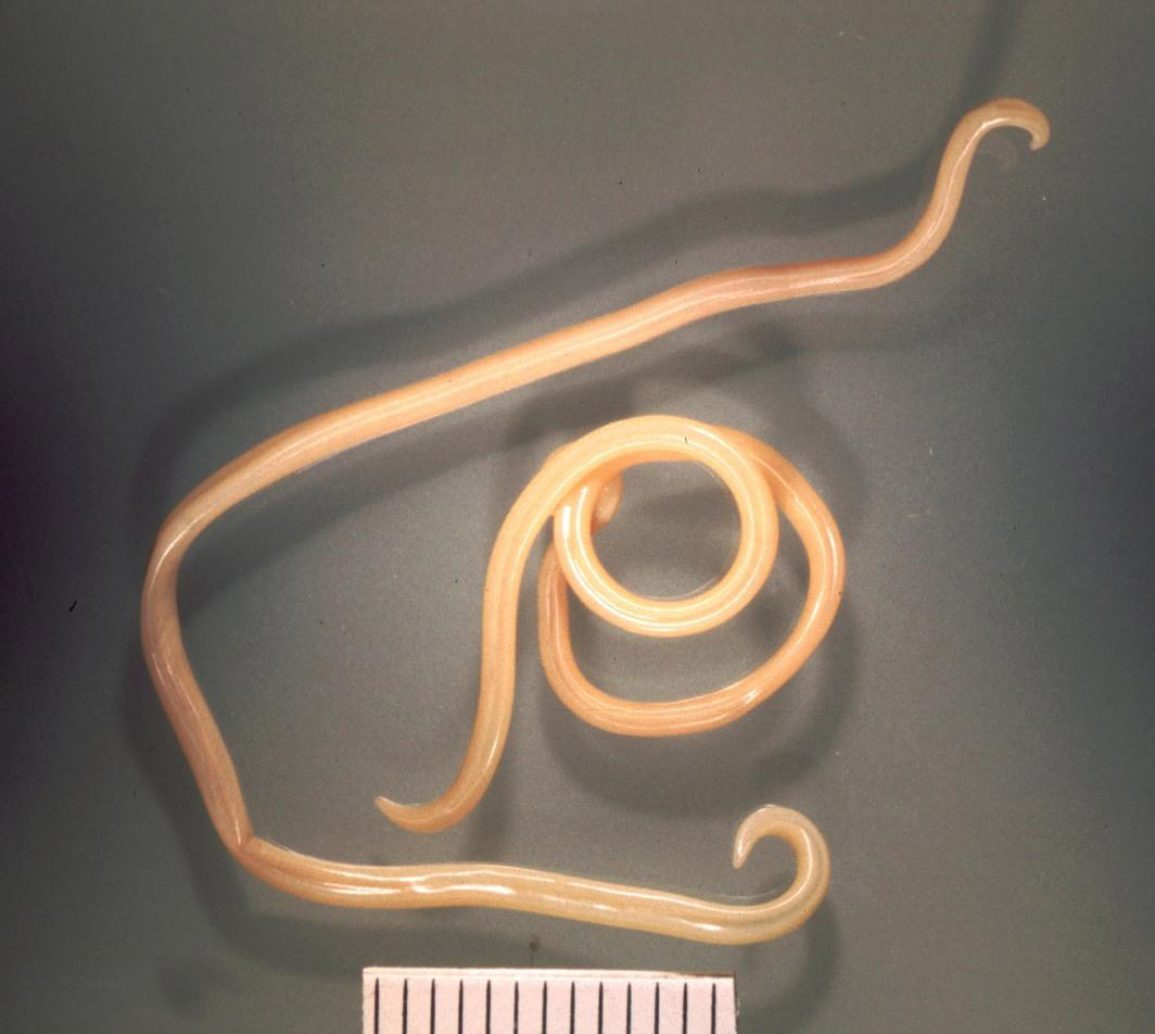 Adult Toxocara canis roundworms next to a millimetre scale